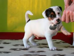 Jack Russel Terier