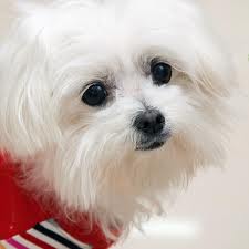 Maltézský psík